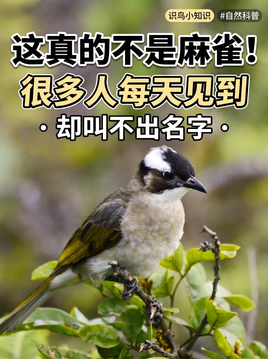白头鹎停在枝头，黑色头部与耳后白斑清晰可见