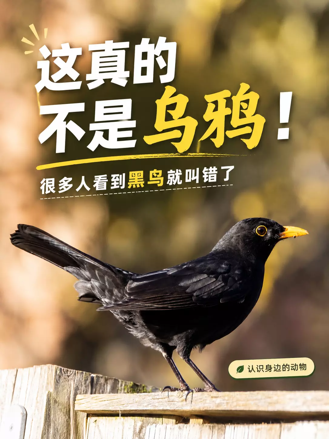 成年雄性乌鸫，黑色羽毛与黄色嘴清晰可见
