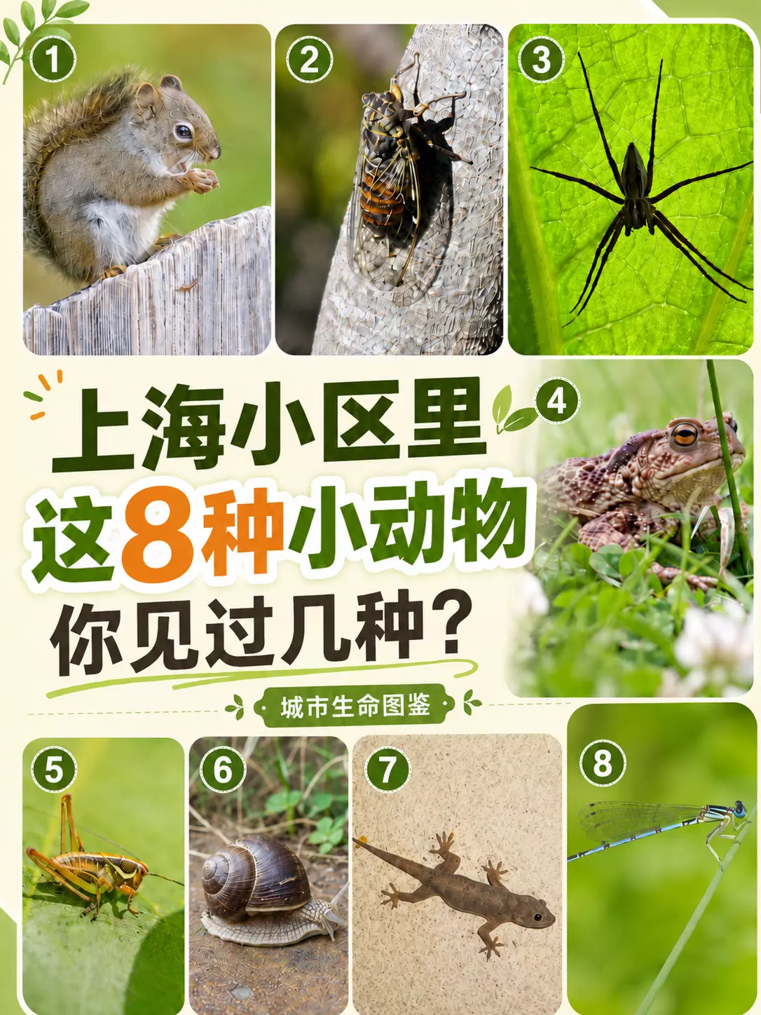 上海小区常见小动物的城市生命图鉴封面