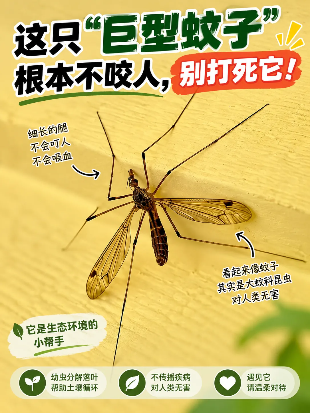 大蚊停在墙面上,六条腿细长,外观容易被误认为巨型蚊子