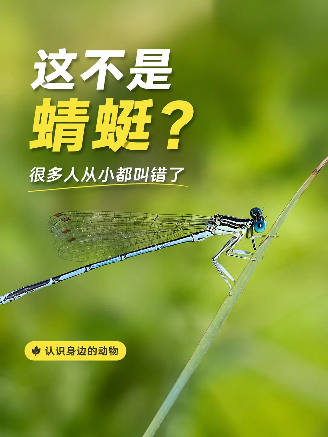 蓝色豆娘停在草茎上,身体细长,翅膀合拢在身体上方
