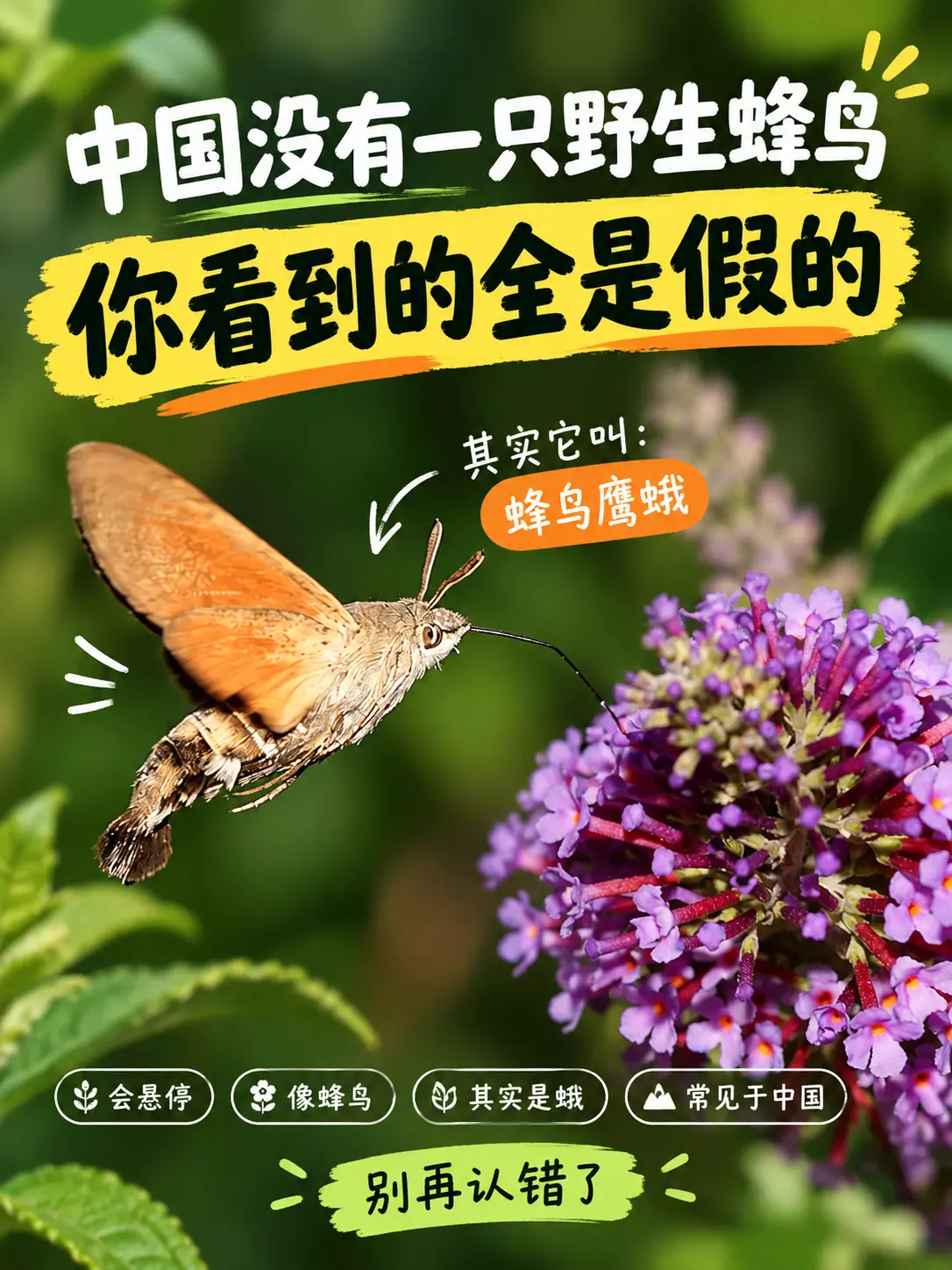 蜂鸟鹰蛾在花前悬停吸蜜