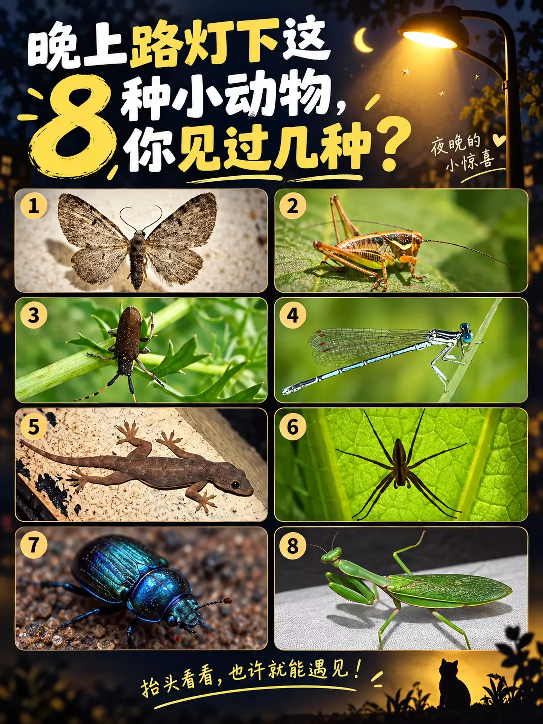 夜间路灯下常见小动物的观察封面