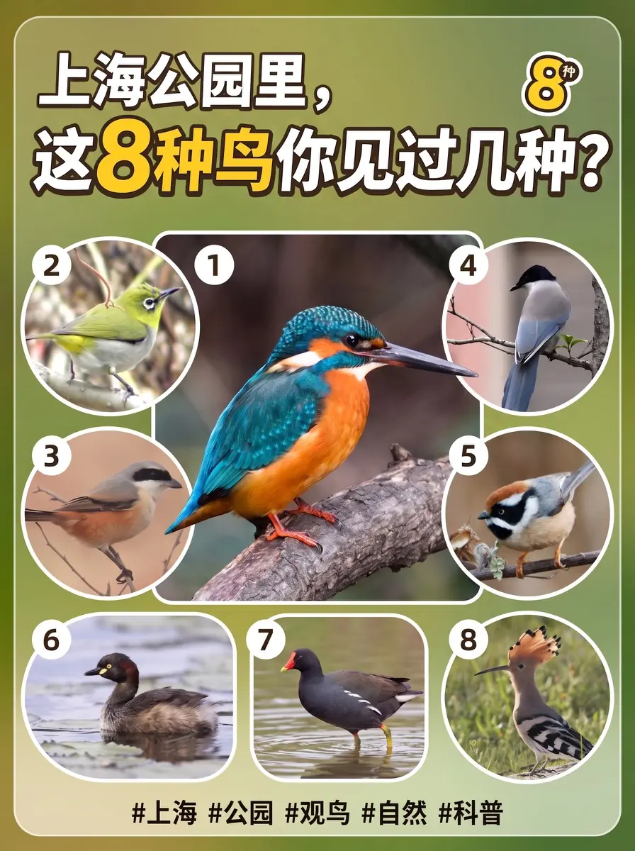 上海公园八种常见鸟类观鸟指南封面，包含翠鸟、绣眼鸟、伯劳、灰喜鹊、红头长尾山雀、小䴙䴘、黑水鸡和戴胜